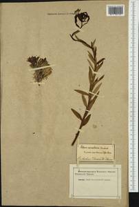 Lilium carniolicum Bernh. ex W.D.J.Koch, Западная Европа (EUR) (Неизвестно)