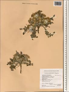 Crocodylium creticum (Boiss. & Heldr.) N. Garcia & Susanna, Зарубежная Азия (ASIA) (Кипр)