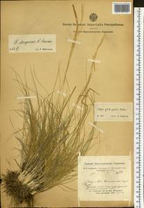 Ковыль Крылова Roshev., Сибирь, Алтай и Саяны (S2) (Россия)