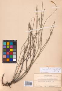 Astragalus astrachanicus Sytin & Laktionov, Восточная Европа, Восточный район (E10) (Россия)