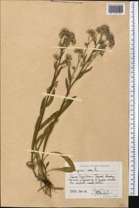 Мелколепестник едкий L., Средняя Азия и Казахстан, Северный и Центральный Тянь-Шань (M4) (Киргизия)