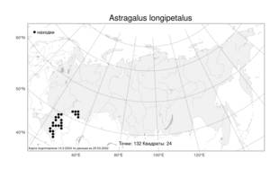 Astragalus longipetalus, Астрагал длиннолепестковый Chater, Атлас флоры России (FLORUS) (Россия)