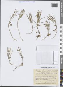 Сердечник пальчатый Richardson, Сибирь, Чукотка и Камчатка (S7) (Россия)