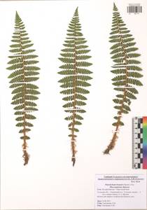 Многорядник Брауна (Spenn.) Fée, Восточная Европа, Центральный район (E4) (Россия)