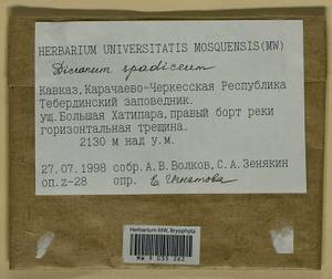 Dicranum spadiceum J.E. Zetterst., Гербарий мохообразных, Мхи - Северный Кавказ и Предкавказье (B12) (Россия)