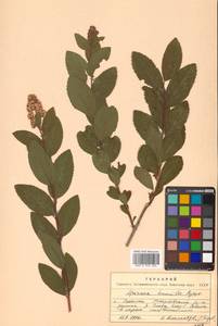 Спирея иволистная, Таволга иволистная L., Сибирь, Дальний Восток (S6) (Россия)
