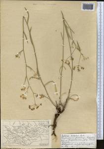 Володушка высокая M.Bieb., Средняя Азия и Казахстан, Северный и Центральный Тянь-Шань (M4) (Киргизия)