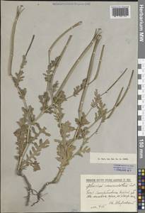 Мачок рогатый (L.) Rudolph, Восточная Европа, Северо-Украинский район (E11) (Украина)