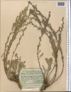 Полынь тяньшанская (Krasch. ex Poljak.) Y.R. Ling, Средняя Азия и Казахстан, Северный и Центральный Тянь-Шань (M4) (Киргизия)