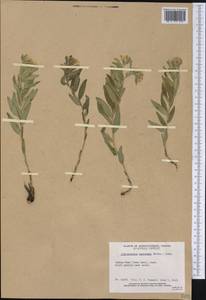 Lithospermum canescens (Michx.) Lehm., Америка (AMER) (Канада)