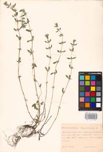 MHA 0 156 568, Пахучка полевая, Щебрушка полевая (L.) Kuntze, Восточная Европа, Центральный лесостепной район (E6) (Россия)