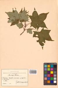 Клен Майра (Schwer.) H.Ohashi, Сибирь, Дальний Восток (S6) (Россия)