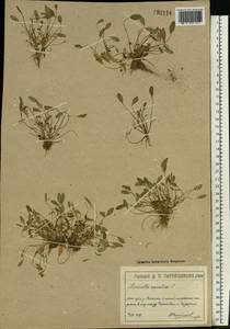 Лужница водяная L., Восточная Европа, Московская область и Москва (E4a) (Россия)