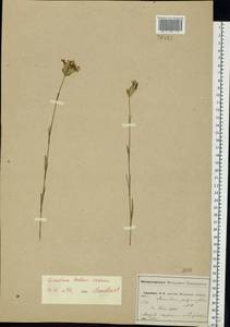 Гвоздика Борбаша Vandas, Восточная Европа, Московская область и Москва (E4a) (Россия)