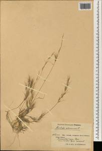 Aristida adscensionis L., Зарубежная Азия (ASIA) (КНР)