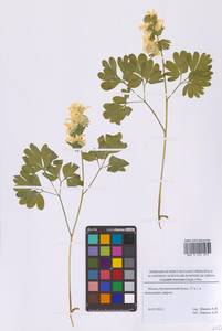 Хохлатка крупноприцветниковая (Steph.) Pers., Восточная Европа, Московская область и Москва (E4a) (Россия)