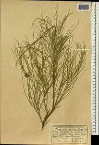 Tamarix aphylla (L.) Karst., Зарубежная Азия (ASIA) (Афганистан)