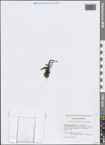 Камнеломка супротивнолистная L., Сибирь, Центральная Сибирь (S3) (Россия)