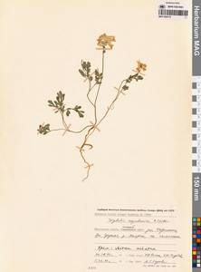 Хохлатка магаданская A.P.Khokhr., Сибирь, Чукотка и Камчатка (S7) (Россия)