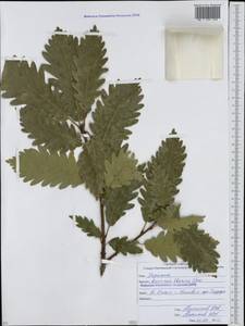 Дуб грузинский (Steven ex M.Bieb.) Krassiln., Кавказ, Южная Осетия (K4b) (Южная Осетия)