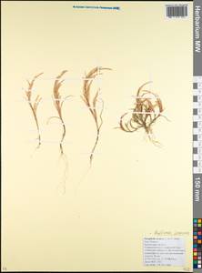 Парафолис согнутый (L.) C.E.Hubb., Кавказ, Краснодарский край и Адыгея (K1a) (Россия)