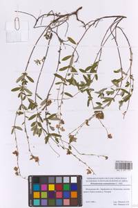 Солнцецвет монетолистный (L.) Mill., Восточная Европа, Московская область и Москва (E4a) (Россия)