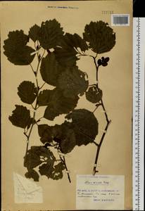 Ольха волосистая (Spach) Rupr., Сибирь, Дальний Восток (S6) (Россия)