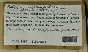 Psilopilum cavifolium (Wilson) I. Hagen, Гербарий мохообразных, Мхи - Прибайкалье и Забайкалье (B18) (Россия)