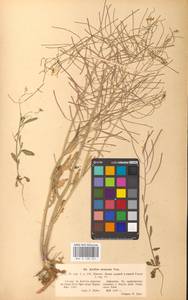 Резушка песчаная, Резуховидка песчаная (L.) Lawalrée, Восточная Европа, Латвия (E2b) (Латвия)