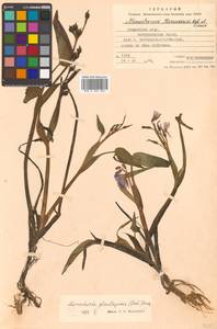 Pontederia plantaginea Roxb., Сибирь, Дальний Восток (S6) (Россия)