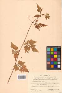 Виноградовник японский (Thunb.) Makino, Сибирь, Дальний Восток (S6) (Россия)