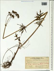 Валериана очереднолистная Ledeb., Сибирь, Центральная Сибирь (S3) (Россия)