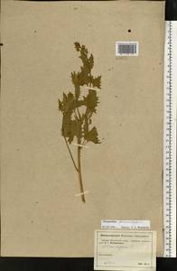 Blitum virgatum subsp. virgatum, Восточная Европа, Московская область и Москва (E4a) (Россия)