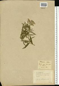 Achillea salicifolia subsp. salicifolia, Восточная Европа, Западный район (E3) (Россия)