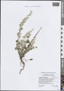 Ouret lanata (L.) Kuntze, Зарубежная Азия (ASIA) (Йемен)