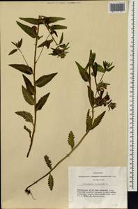 Мытник перевернутый L., Сибирь, Алтай и Саяны (S2) (Россия)