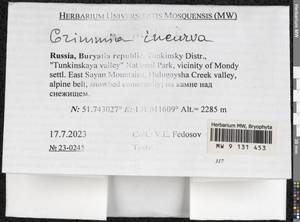 Grimmia incurva Schwägr., Гербарий мохообразных, Мхи - Прибайкалье и Забайкалье (B18) (Россия)