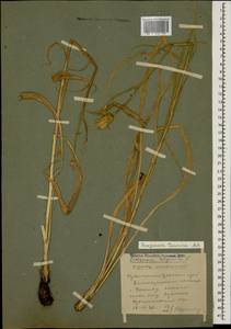 Pseudopodospermum tauricum (M. Bieb.) Vasjukov & Saksonov, Кавказ, Ставропольский край, Карачаево-Черкесия, Кабардино-Балкария (K1b) (Россия)