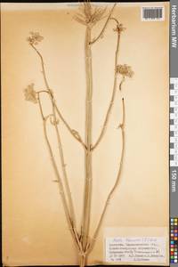 Жабрица порезниковая (L.) W. D. J. Koch, Средняя Азия и Казахстан, Муюнкумы, Прибалхашье и Бетпак-Дала (M9) (Казахстан)