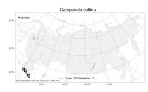Campanula collina, Колокольчик холмовой Sims, Атлас флоры России (FLORUS) (Россия)