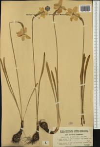 Narcissus poeticus subsp. radiiflorus (Salisb.) Baker, Западная Европа (EUR) (Австрия)