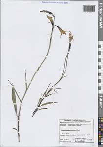 Колокольчик Турчанинова Fed., Сибирь, Центральная Сибирь (S3) (Россия)