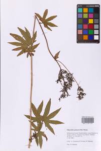 Filipendula digitata (Willd.) Bergmans, Сибирь, Дальний Восток (S6) (Россия)