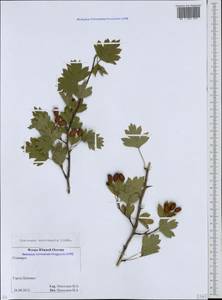 Crataegus praemonticola Holub, Кавказ, Южная Осетия (K4b) (Южная Осетия)