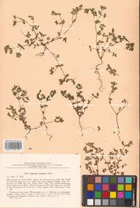 Молочай приземистый Willd., Сибирь, Дальний Восток (S6) (Россия)