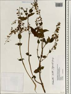 Plectranthus mollis (Aiton) Spreng., Зарубежная Азия (ASIA) (Непал)