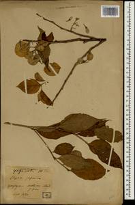 Styrax japonicus Siebold & Zucc., Зарубежная Азия (ASIA) (Япония)
