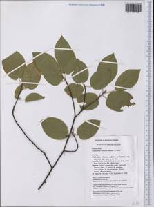 Amelanchier arborea (Michx.) Fernald, Америка (AMER) (США)