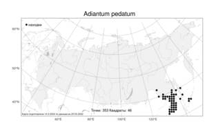 Adiantum pedatum, Адиантум стоповидный L., Атлас флоры России (FLORUS) (Россия)