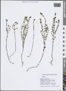 Очанка, Восточная Европа, Северо-Западный район (E2) (Россия)